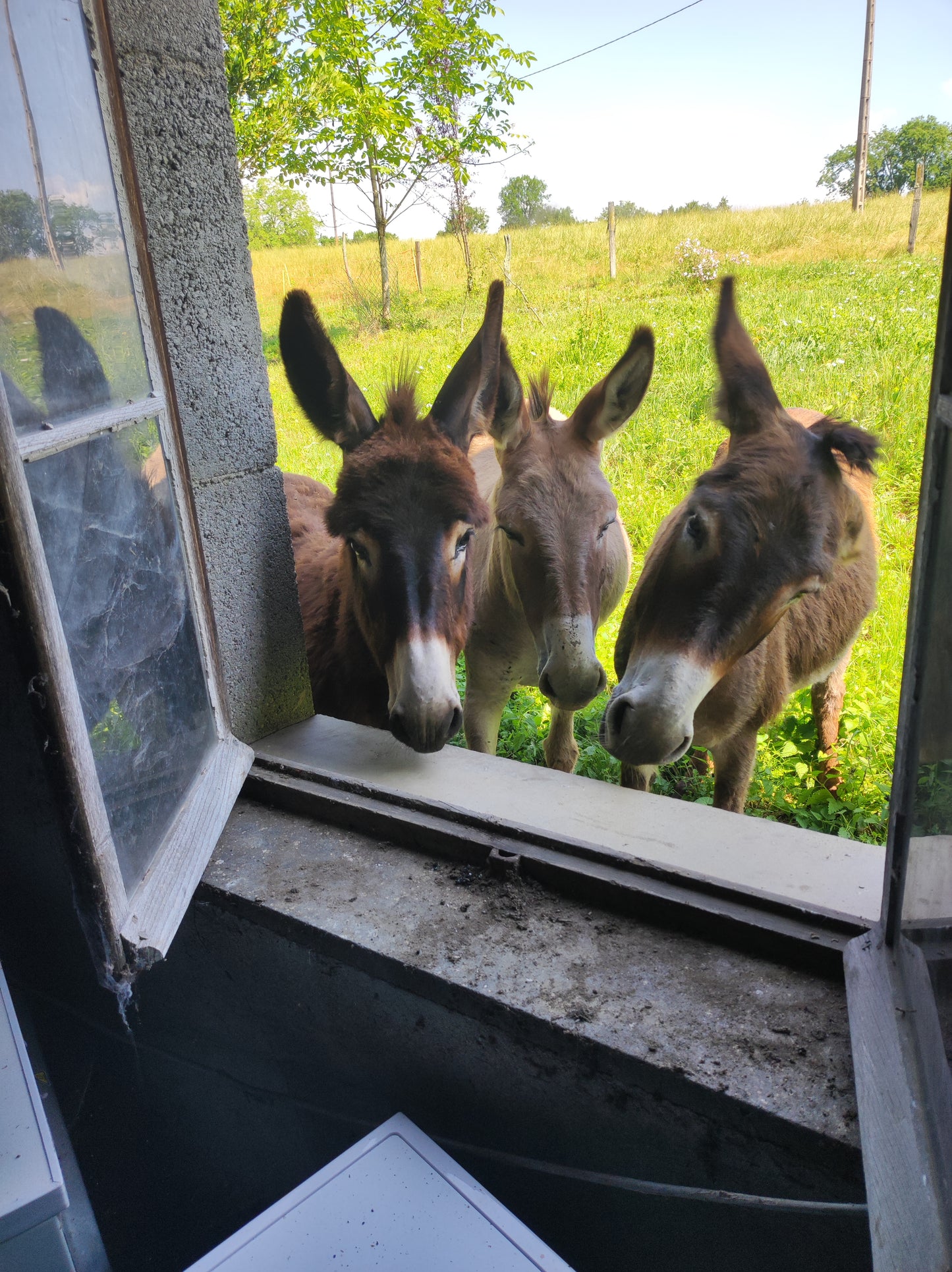 Visite de la ferme 2 Aout 17h