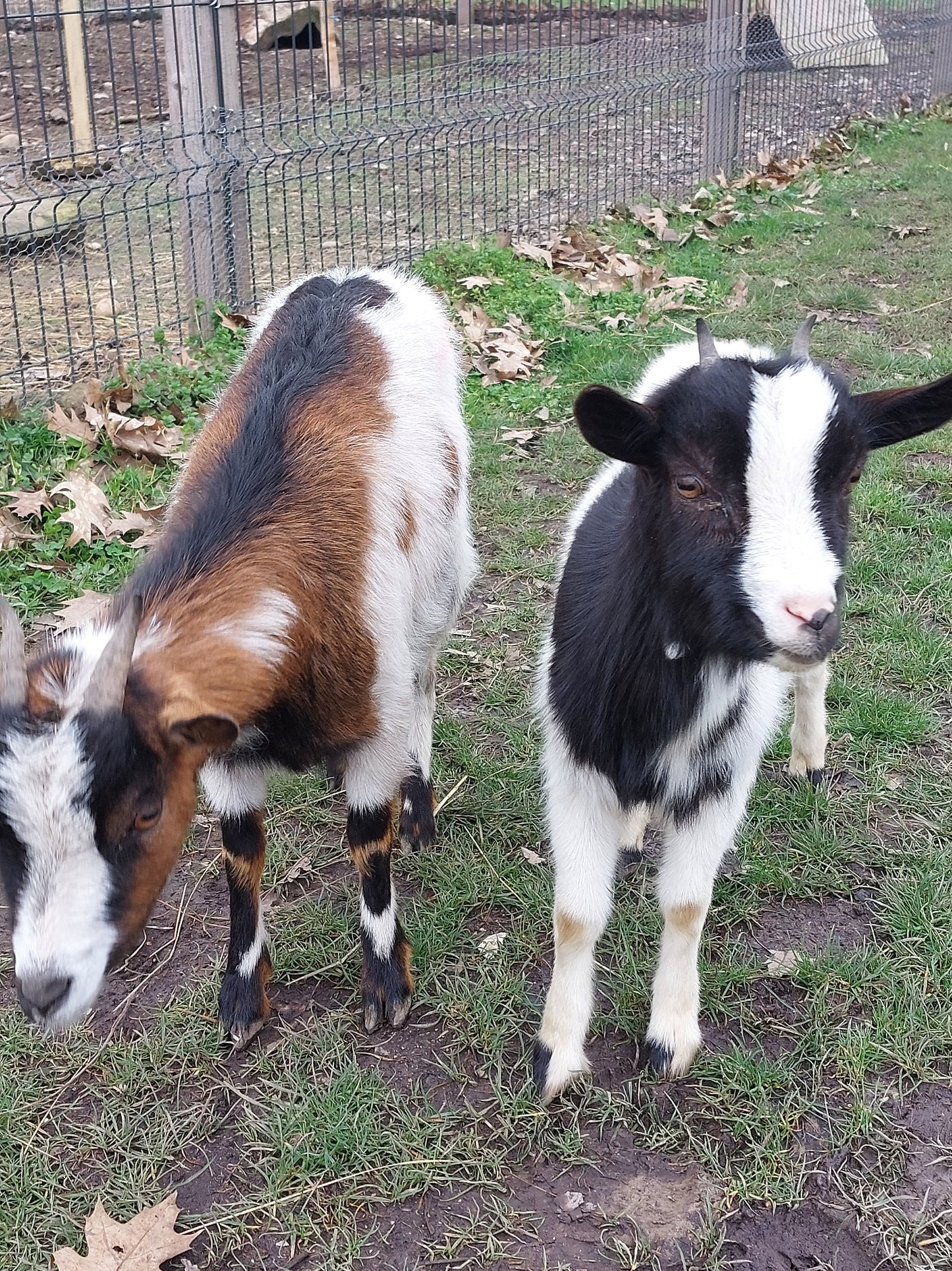 Visite de la ferme