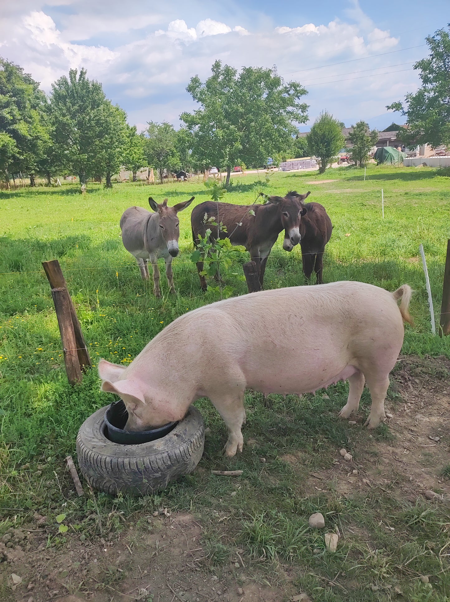 Visite de la ferme pédagogique